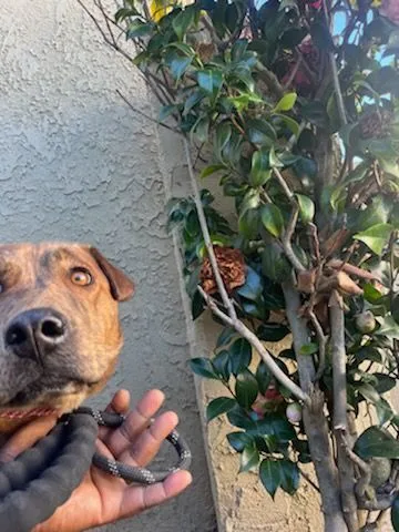 Daring Darwin! thumbnail 5