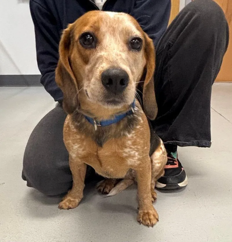 An adult small-sized female Tricolor (Brown, Black, & White) Beagle dog named Bagel for adoption in Carneys Point, NJ