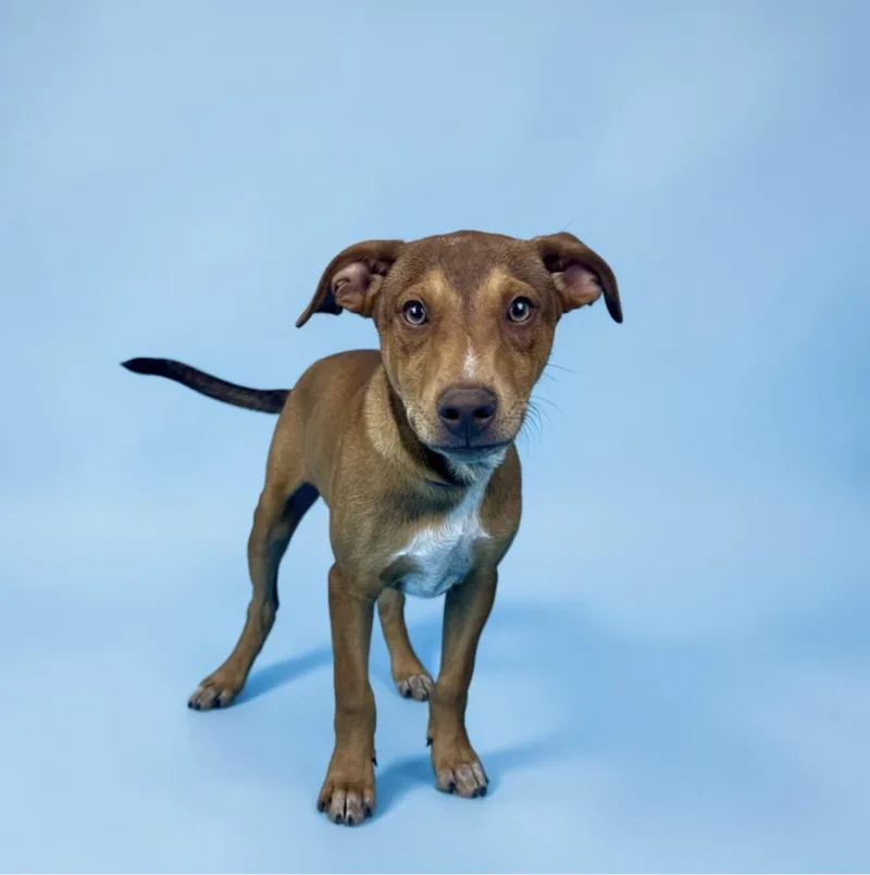 A baby medium-sized male Yellow / Tan / Blond / Fawn Miniature Pinscher dog named Kennedy for adoption in Alvin, TX