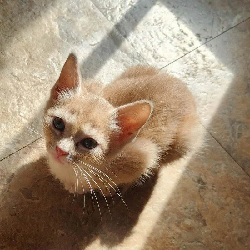 A baby medium-sized female Domestic Short Hair cat named Tatertot for adoption in Candler, NC
