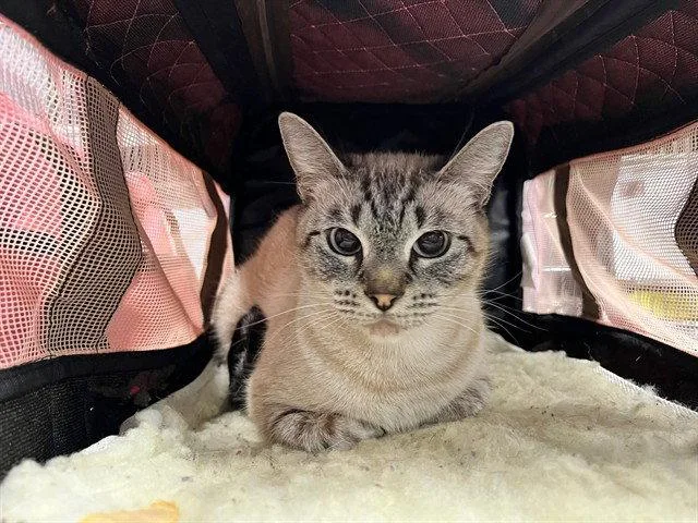 An adult medium-sized female Siamese cat named Gypsy for adoption in Tavares, FL