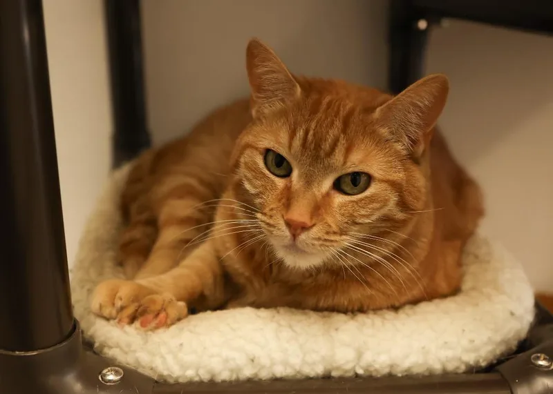 An adult medium-sized male Tabby (Orange / Red) Tabby cat named Sunny for adoption in Mira Loma, CA