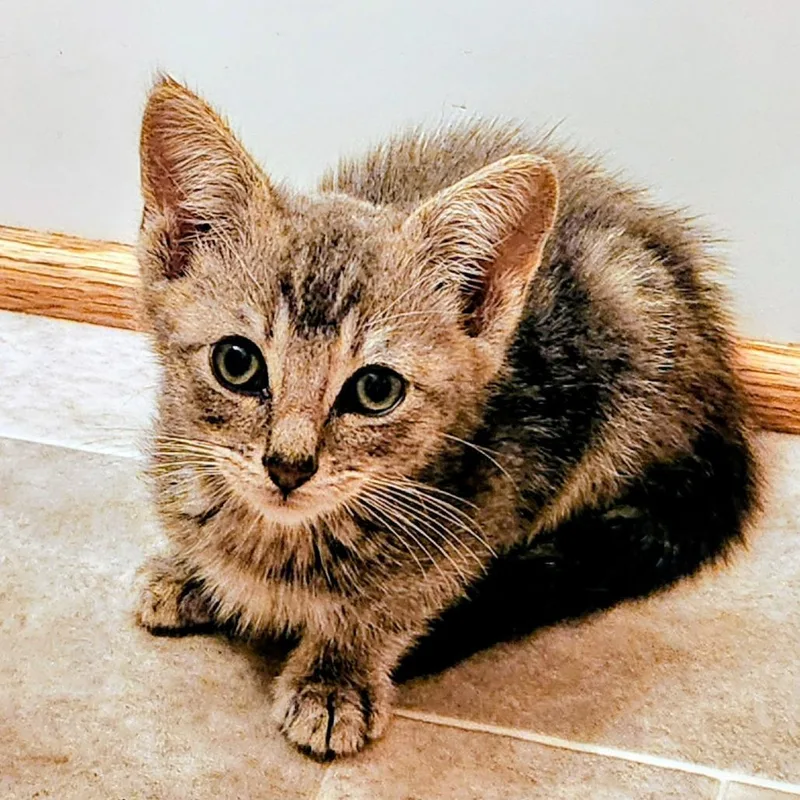 A baby small-sized male Gray / Blue / Silver Domestic Short Hair cat named Apple Jacks in Midlothian for adoption in Alexandria, VA