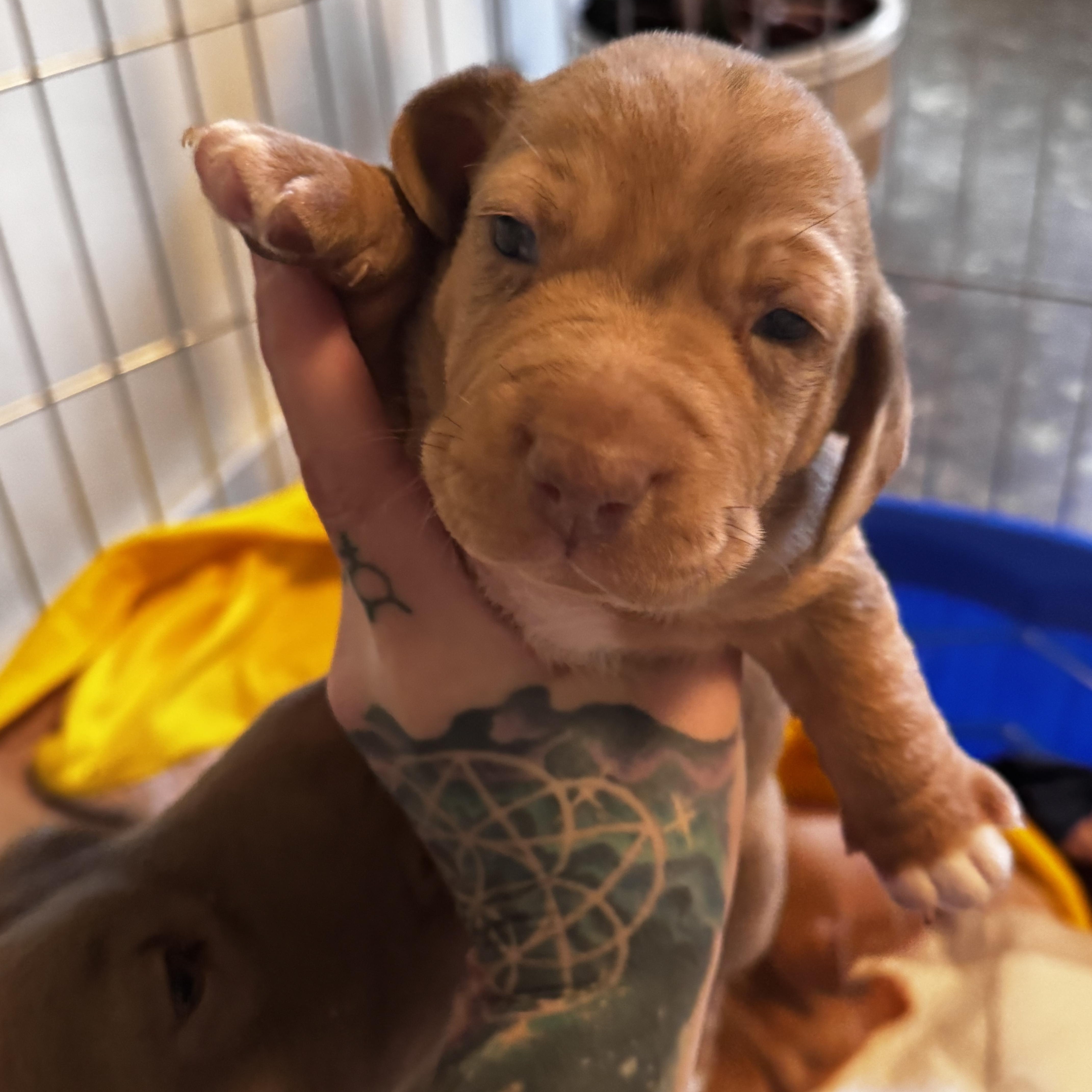 A baby medium-sized female Yellow / Tan / Blond / Fawn Pit Bull Terrier dog named Peppermint for adoption in Lakehead, CA