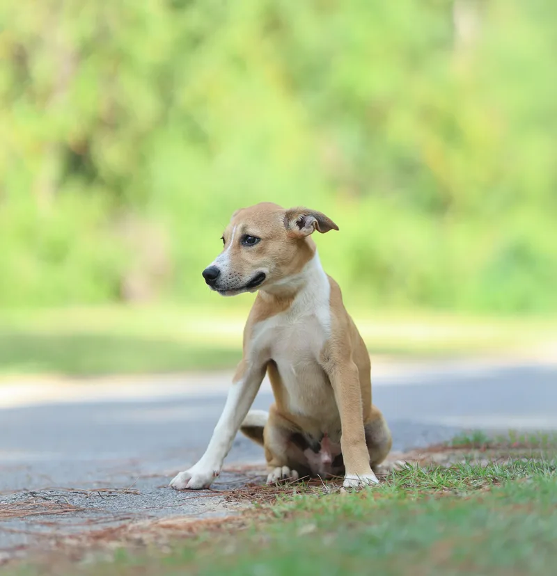 Ringo thumbnail 4