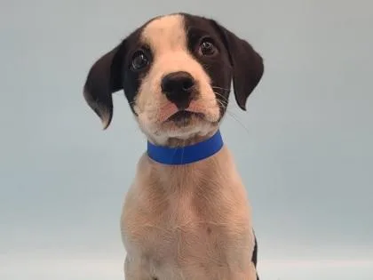 A baby large-sized male Labrador Retriever dog named Easton for adoption in Golden Valley, MN