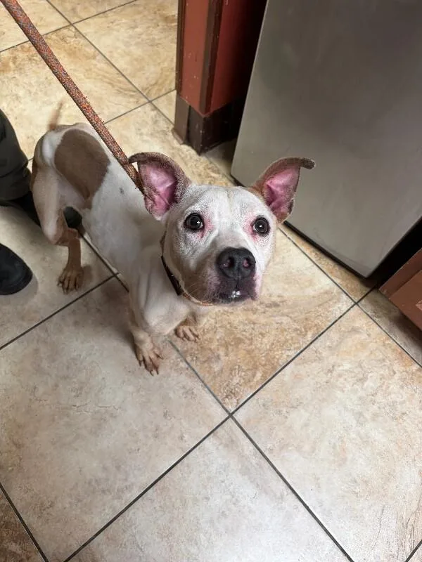 An adult medium-sized female Brown / Chocolate Mixed Breed dog named Mitsuri for adoption in Cincinnati, OH