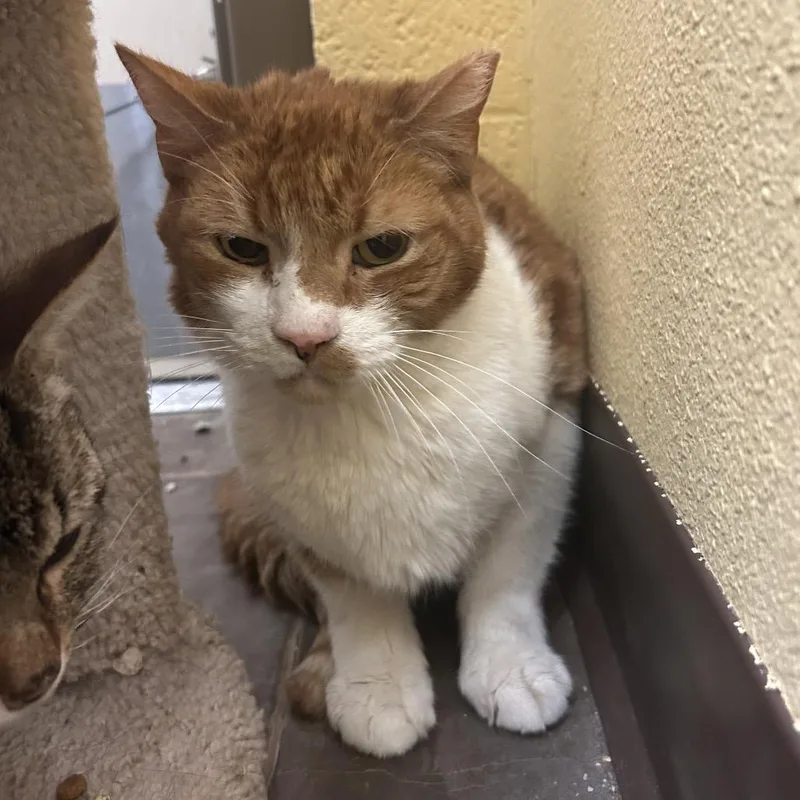 An adult medium-sized male Orange / Red Domestic Short Hair cat named Honey Bun for adoption in Flagstaff, AZ