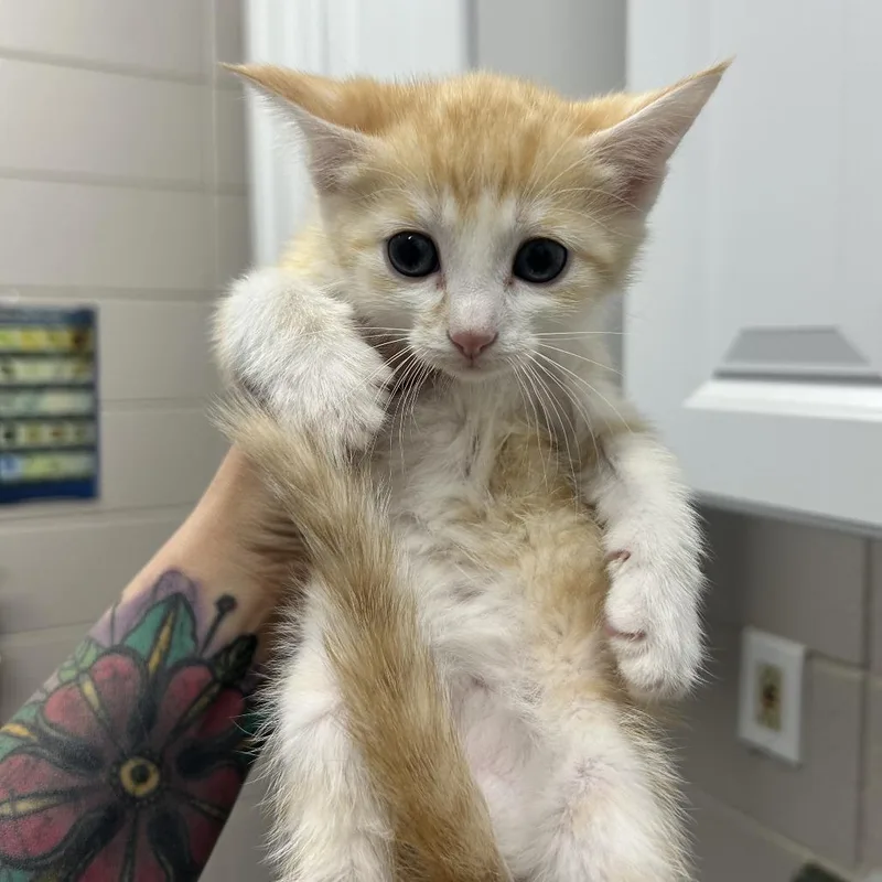 A baby small-sized female Orange / Red Domestic Short Hair cat named Scarlett for adoption in Huntsville, AL
