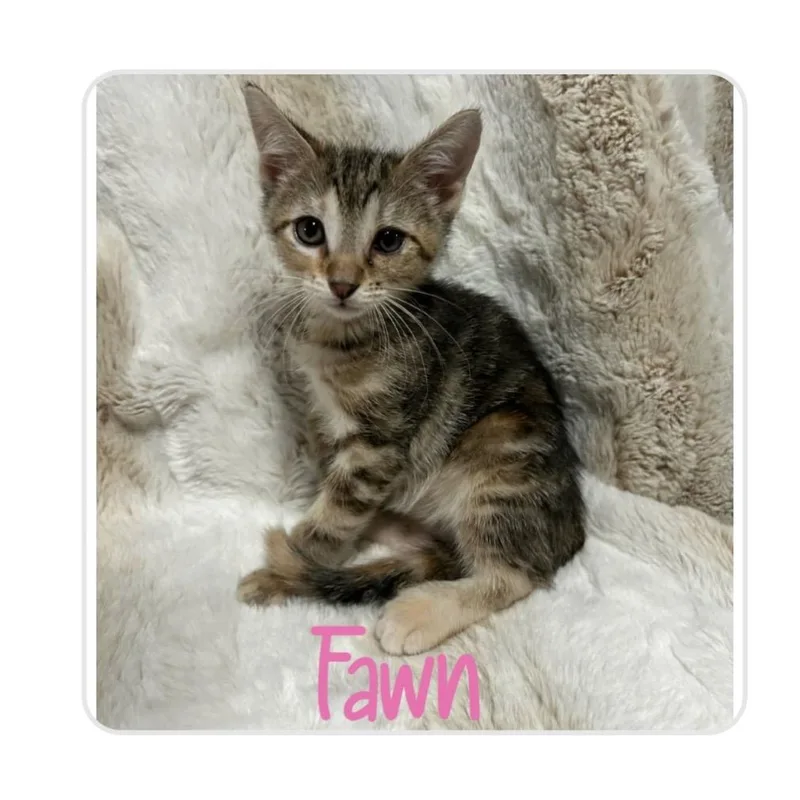 A baby medium-sized female Tabby (Gray / Blue / Silver) Domestic Short Hair cat named Fawn for adoption in White Lake, MI