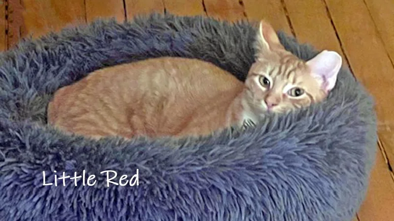 Little Red thumbnail 3