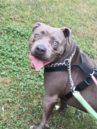 An adult large-sized female Mixed Breed dog named Flora for adoption in Chamblee, GA