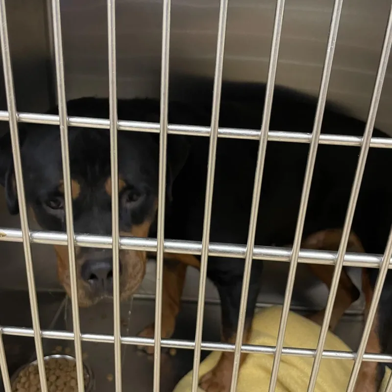 An adult large-sized female Mixed Breed dog named Petunia for adoption in Winston-Salem, NC