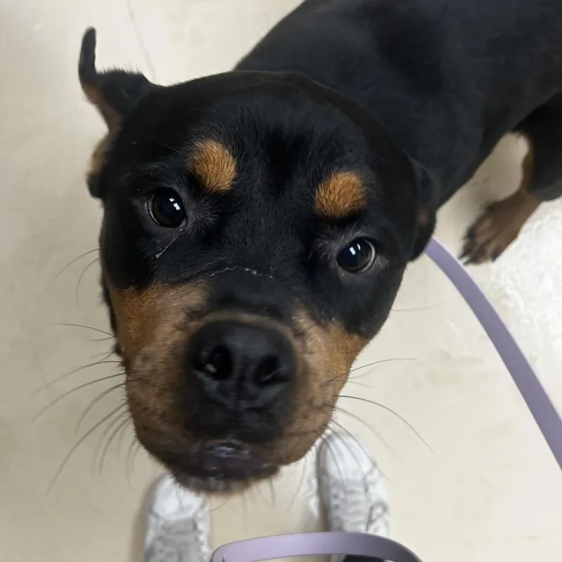 Petunia thumbnail 3