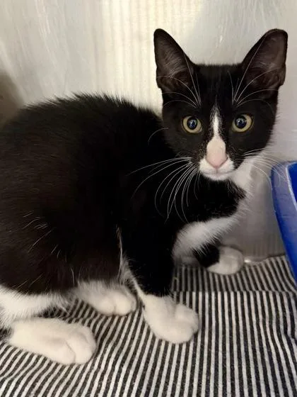 A young small-sized male Domestic Short Hair cat named Rocko for adoption in San Antonio, TX