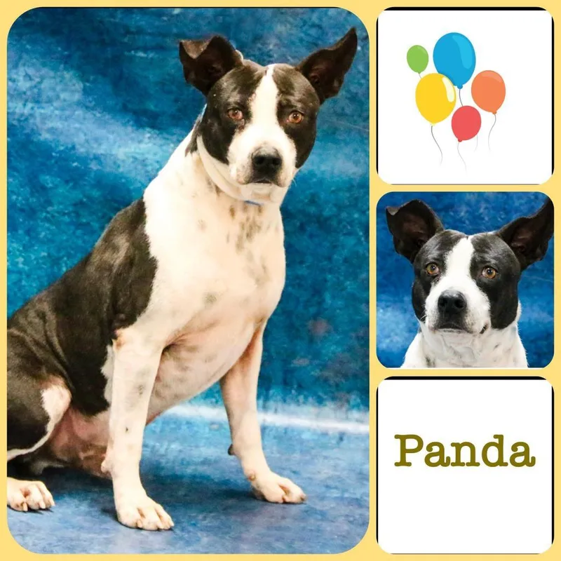 Chooch aka Panda