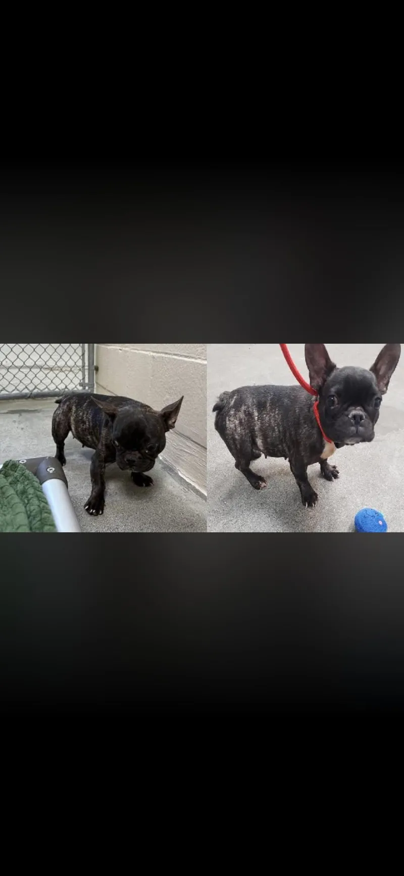 An adult small-sized female French Bulldog dog named Tiny for adoption in modesto, CA
