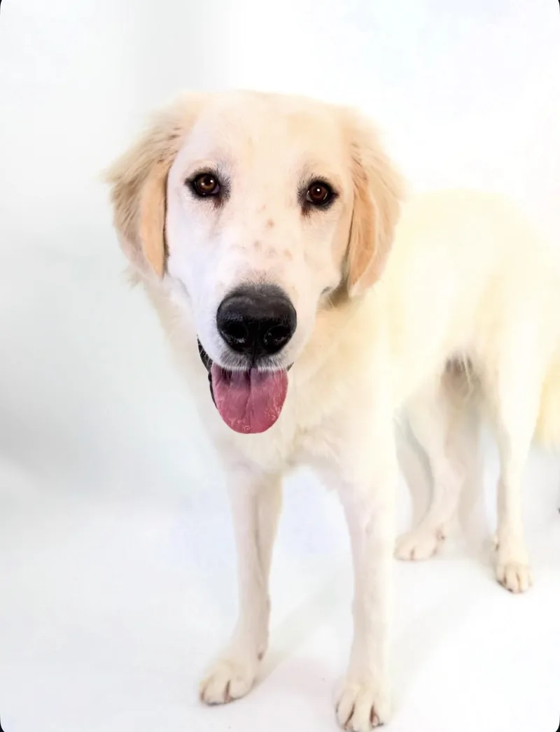 A young large-sized male Great Pyrenees dog named Huck for adoption in Scottsdale, AZ