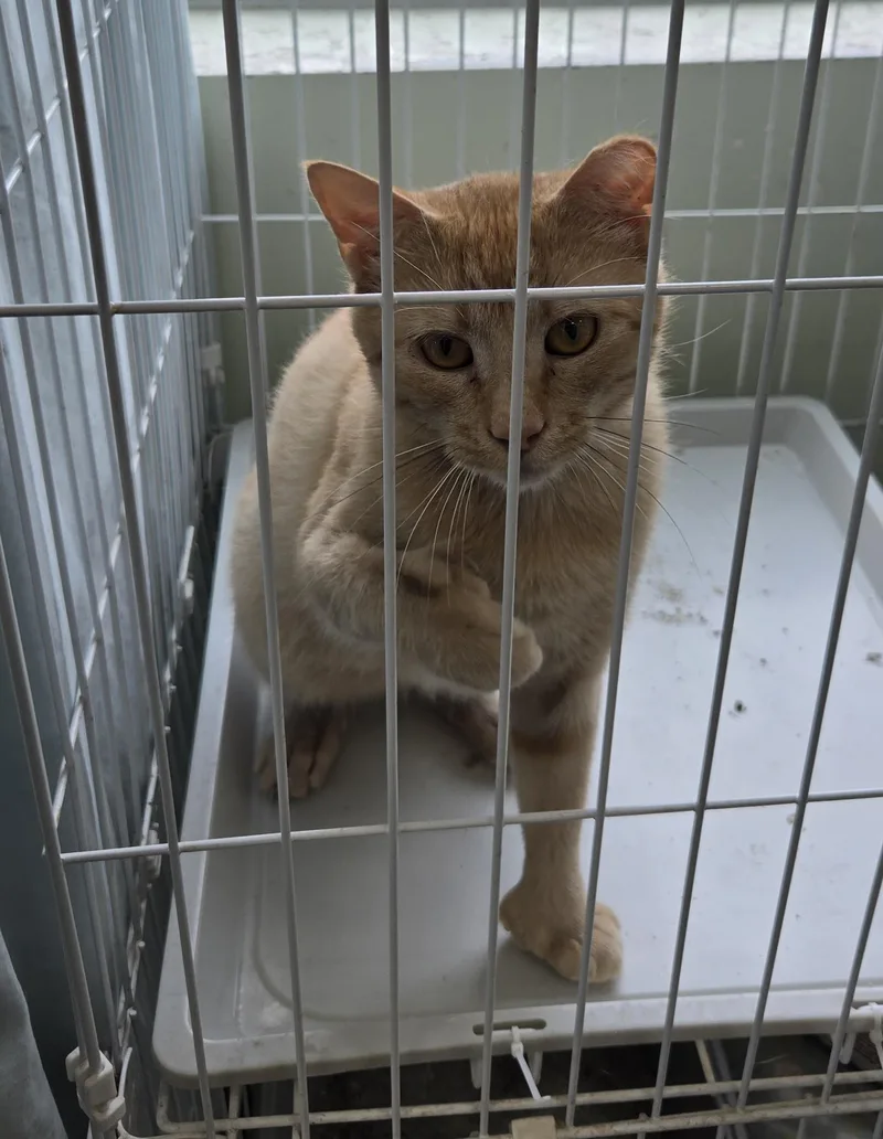 A young medium-sized male Tabby (Orange / Red) Domestic Short Hair cat named Toes for adoption in Mokena, IL