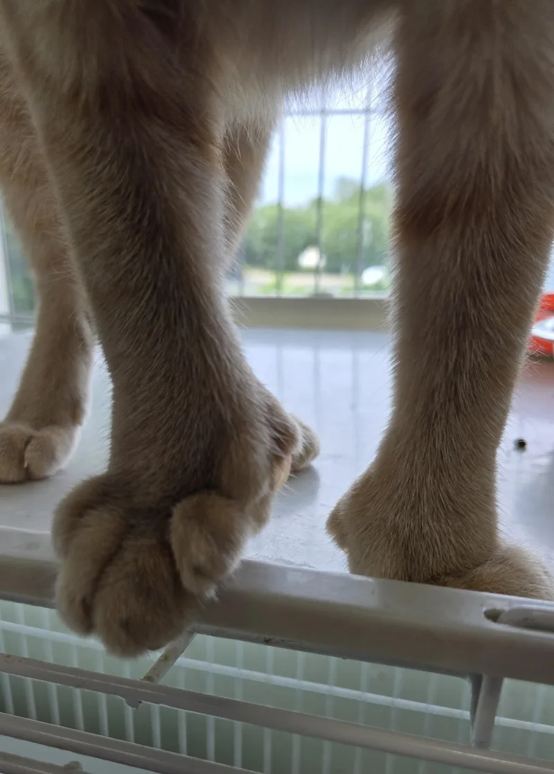 Toes thumbnail 6