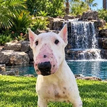An adult medium-sized male Bull Terrier dog named Sponge for adoption in Palm Desert, CA