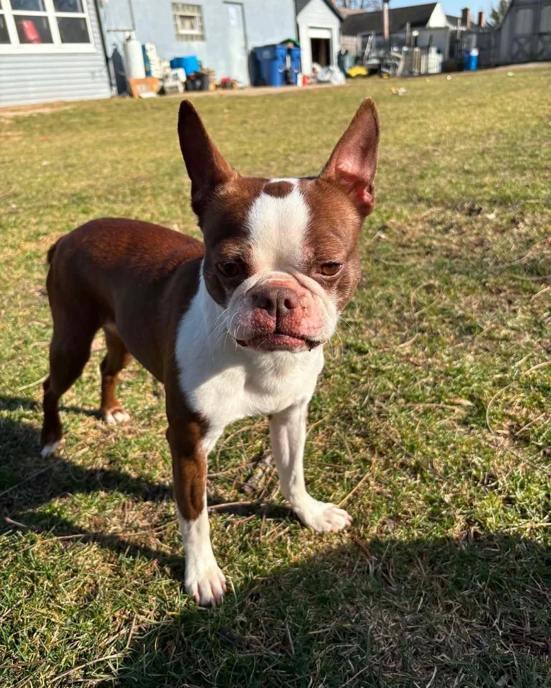 An adult small-sized female Boston Terrier dog named Mama Coco for adoption in Waukesha, WI