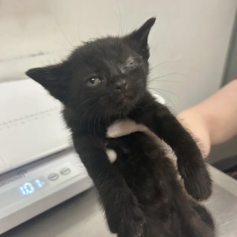 A baby small-sized male Black Domestic Short Hair cat named Artie for adoption in Charleston, WV