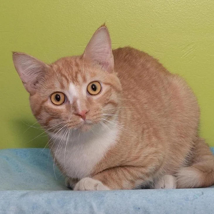 An adult medium-sized male Orange / Red Domestic Short Hair cat named Nugget for adoption in Belleville, IL