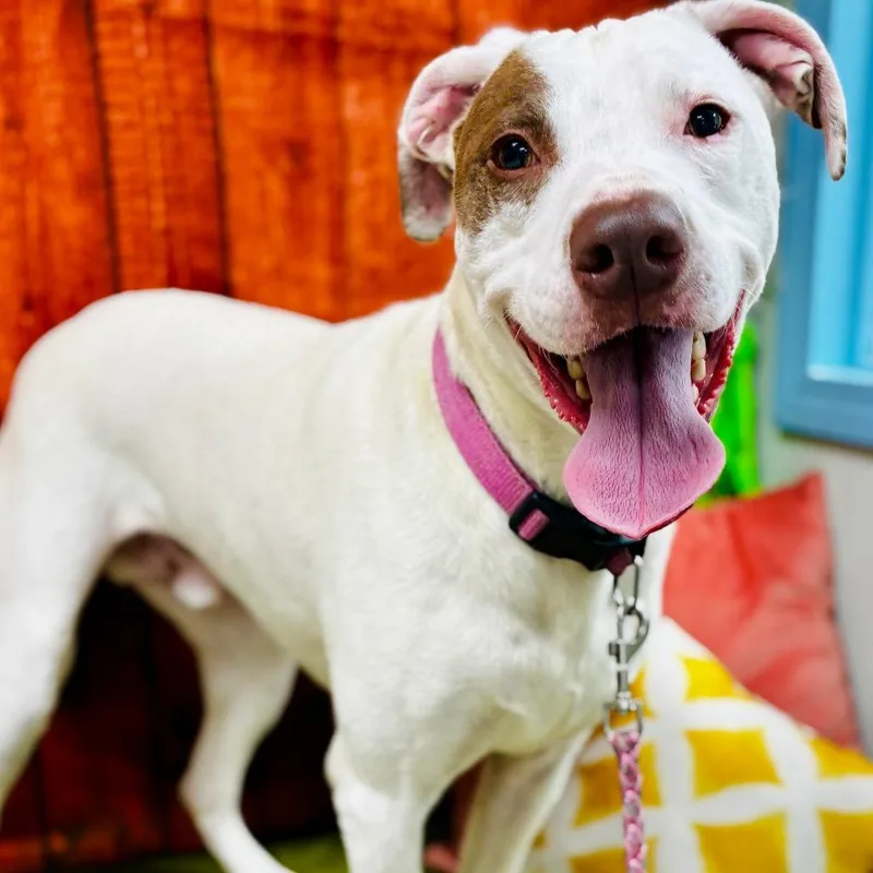 An adult medium-sized male White / Cream Terrier dog named Buddy for adoption in Lebanon, MO