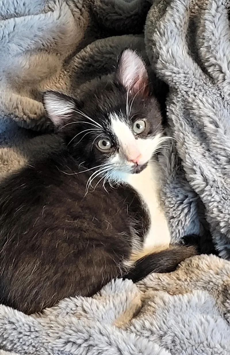 A young large-sized male Domestic Short Hair cat named Atticus Finch for adoption in Salt Lake City, UT