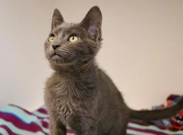 A baby small-sized female Domestic Short Hair cat named Cloud for adoption in San Luis Obispo, CA