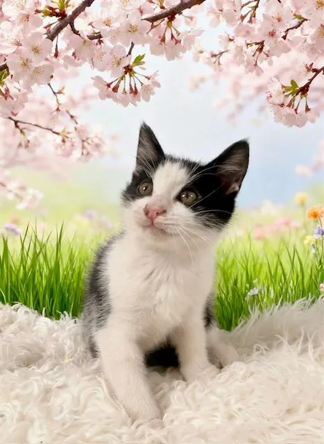 A baby small-sized male Tuxedo cat named Harold for adoption in Tehachapi, CA