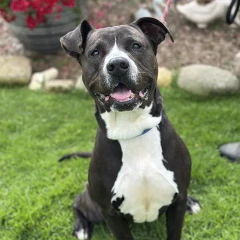 A senior large-sized male Pit Bull Terrier dog named Albert for adoption in Camarillo, CA
