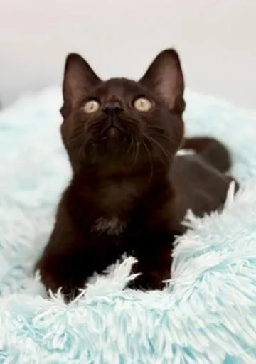 A baby medium-sized male Black Burmese cat named Diglett for adoption in Covington, LA
