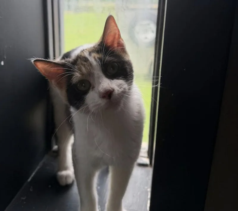 A young medium-sized female Calico cat named Cali for adoption in Vicksburg, MS