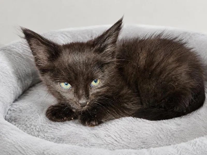 A baby small-sized female Black Maine Coon cat named Mary Ann for adoption in Calimesa, CA