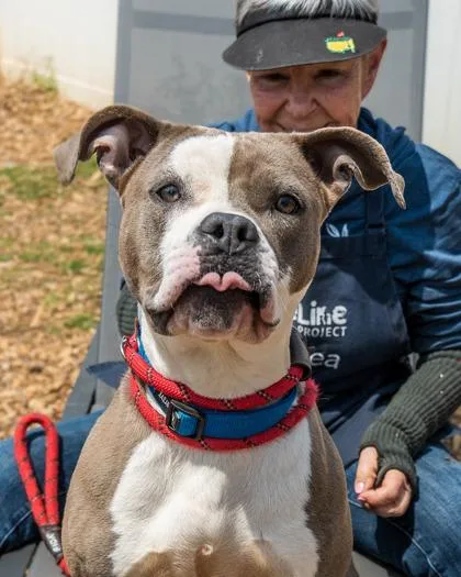 An adult large-sized female Mixed Breed dog named Tariel for adoption in Chamblee, GA