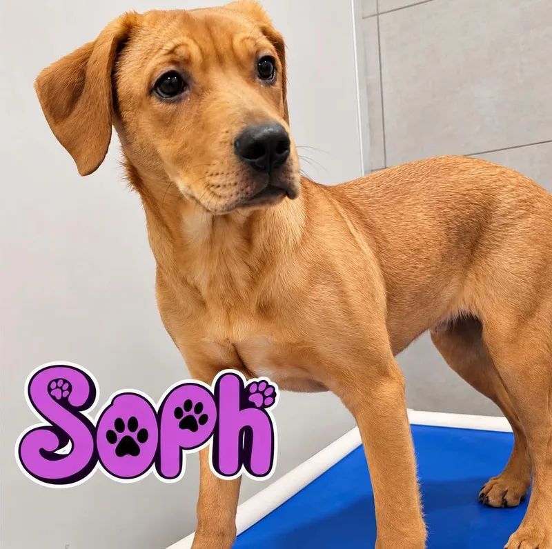 A young medium-sized male Labrador Retriever dog named Soph for adoption in Rock Hill, NY
