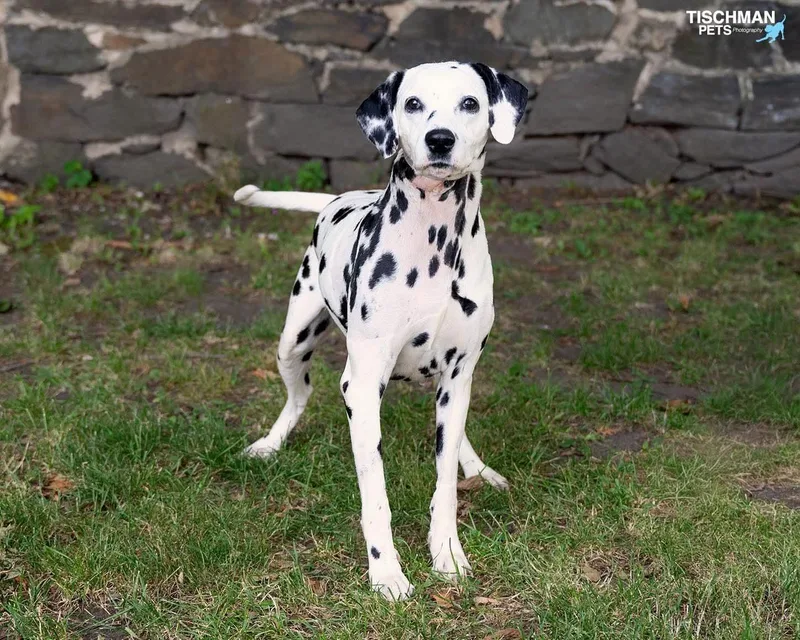An adult medium-sized female White / Cream Dalmatian dog named Perdy for adoption in Stamford, CT