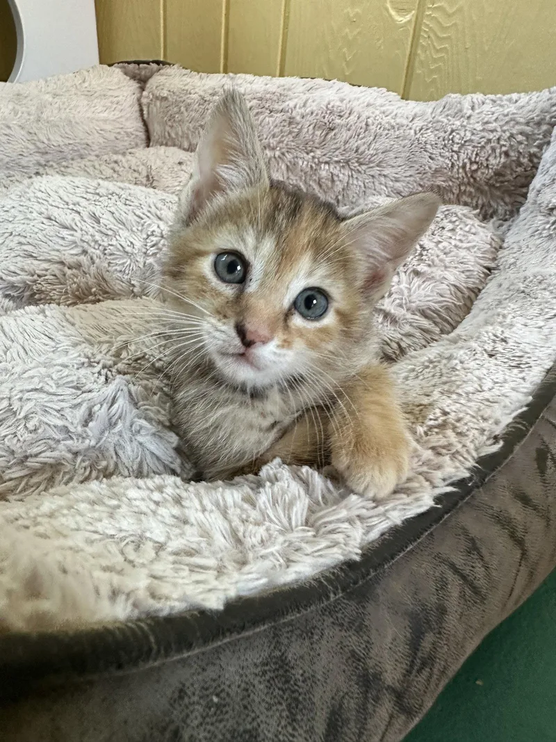 A baby medium-sized female Domestic Short Hair cat named Pop Tart S. for adoption in Trenton, NJ