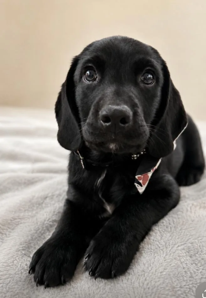 A baby medium-sized male Black Beagle dog named Harlem for adoption in CHURCHVILLE, NY