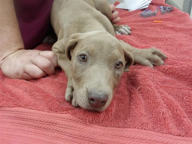 Athena