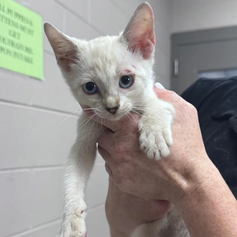 A baby small-sized female Cream / Ivory Domestic Short Hair cat named Ducati for adoption in Lufkin, TX