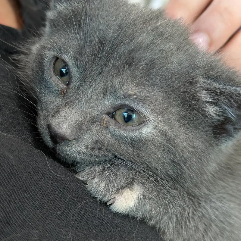 Lucy thumbnail 3