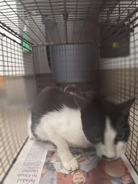 A young medium-sized female Domestic Short Hair cat named Gatalina for adoption in Fort Lauderdale, FL