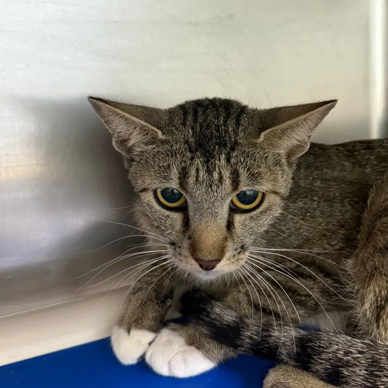 A young small-sized female Gray / Blue / Silver Domestic Short Hair cat named Chloe for adoption in Casa Grande, AZ