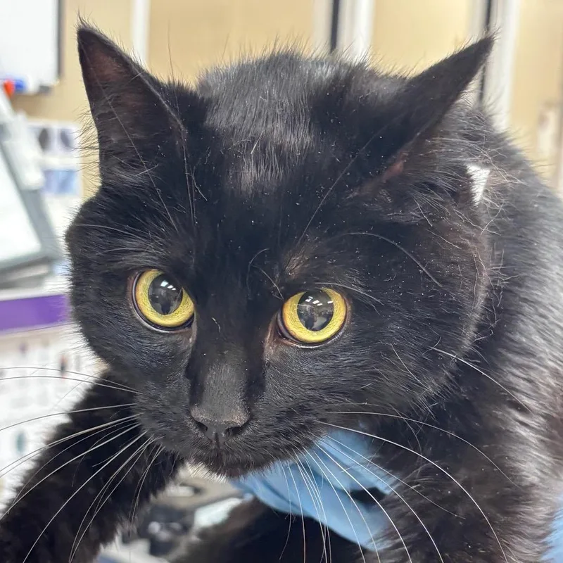 An adult medium-sized male Black American Shorthair cat named Loki for adoption in Birmingham, AL