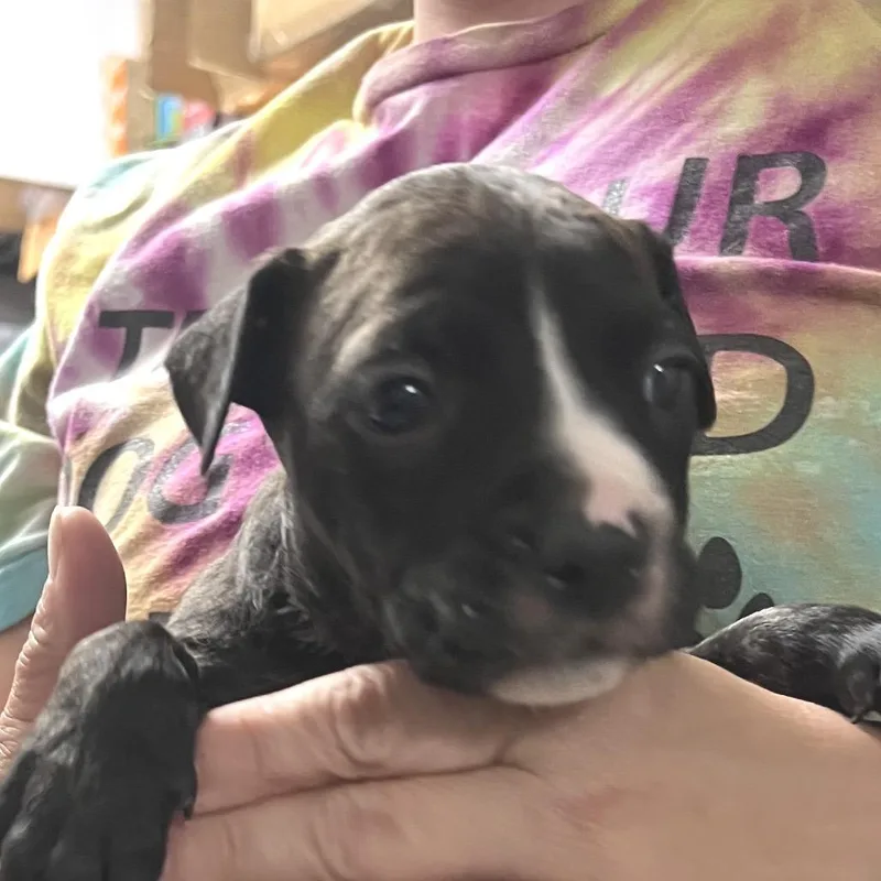 A baby small-sized female Black Pit Bull Terrier dog named Garnet for adoption in East Saint Louis, IL