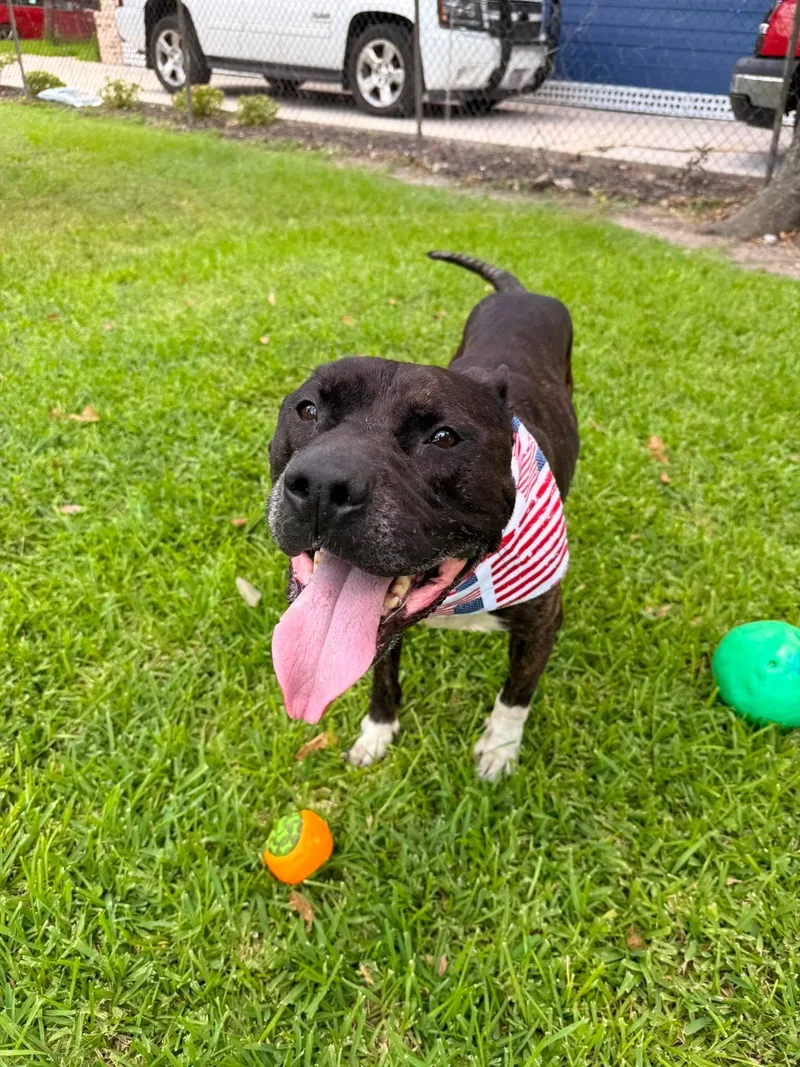 A senior medium-sized male Black Pit Bull Terrier dog named Teddy for adoption in Willis, TX