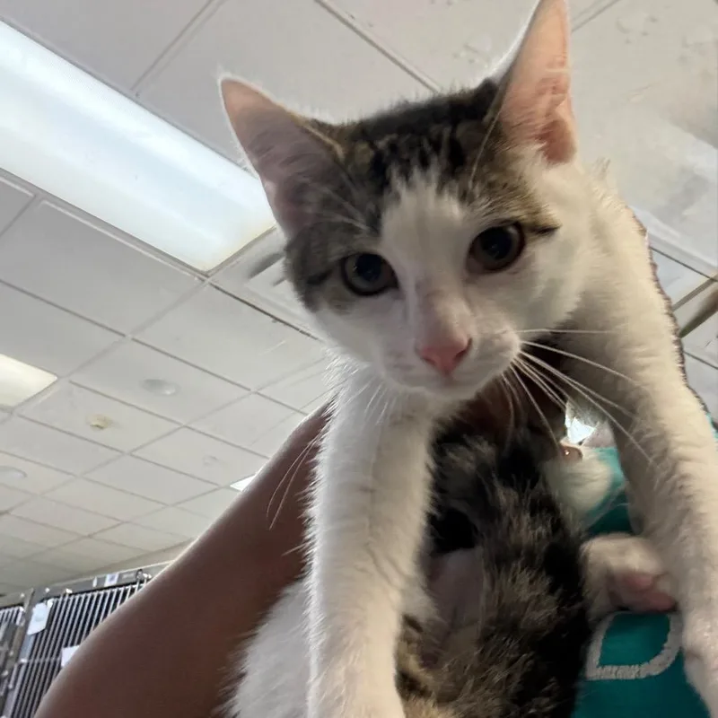 A baby medium-sized male White Domestic Short Hair cat named Leroy for adoption in Lakeland, FL